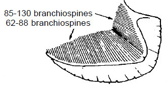 Alosa alosa_claves.jpg